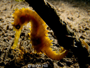 Sea horse lit from behind with  extended strobe.  I've go... by John Hill 